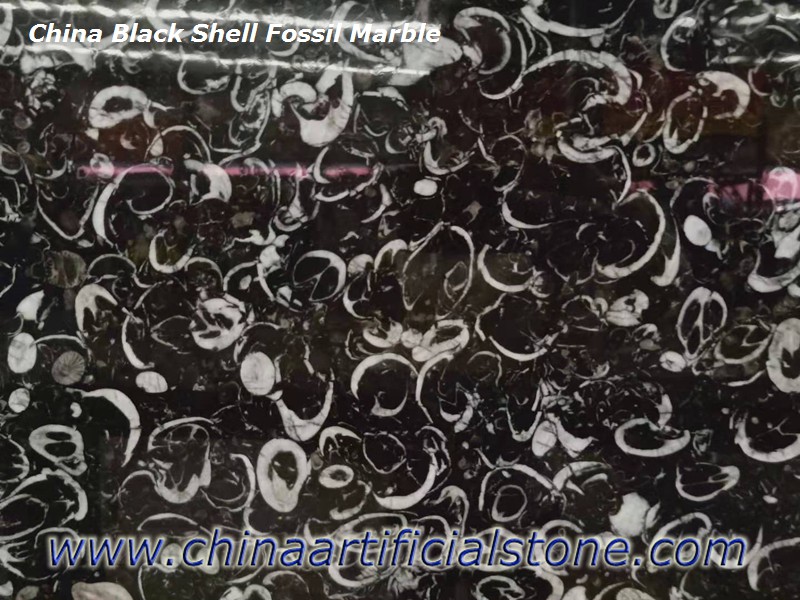 China Black Shell Fossill Marble